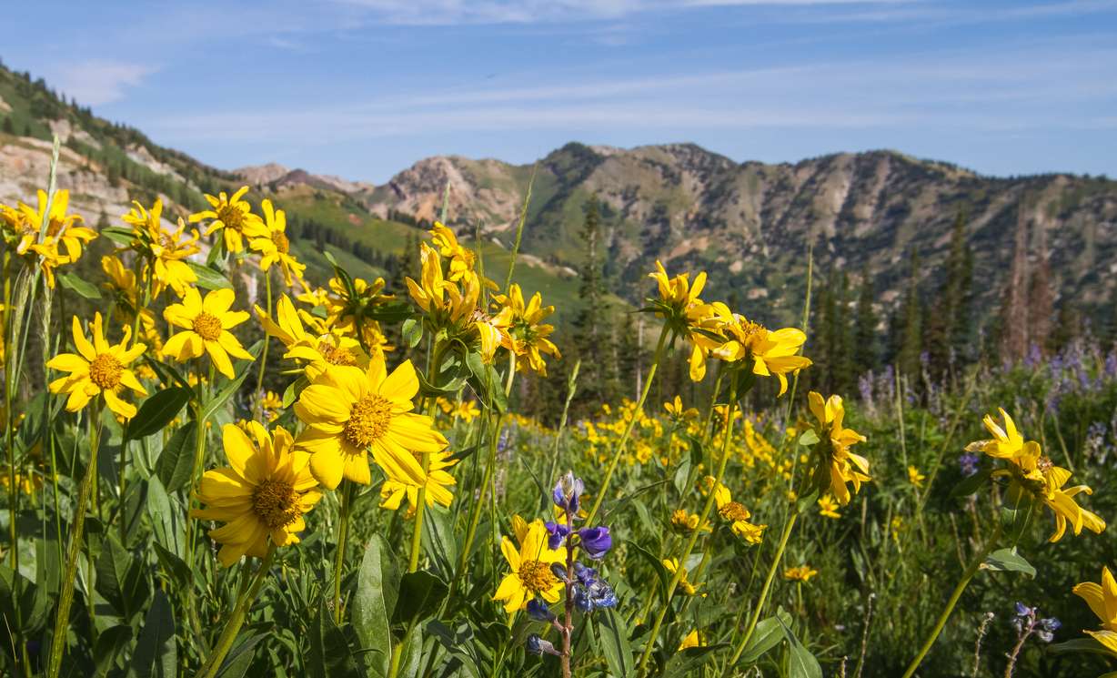 Where and when to find Utah's breathtaking wildflowers