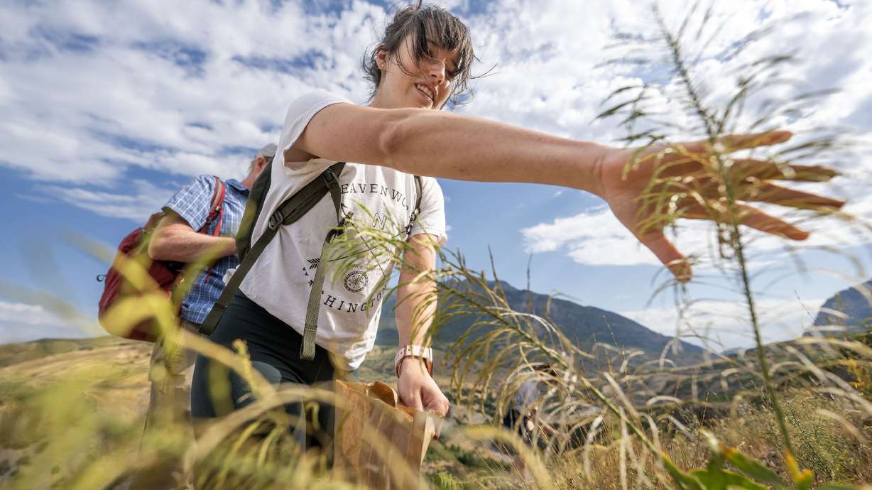 Student Isabella Pullan reaches for a plant to pull seeds from it on a hike along the Indian Road Trail near the mouth of Provo Canyon on Tuesday. BYU professor Phil Allen has found that wildflowers help stop the spread of wildfires.