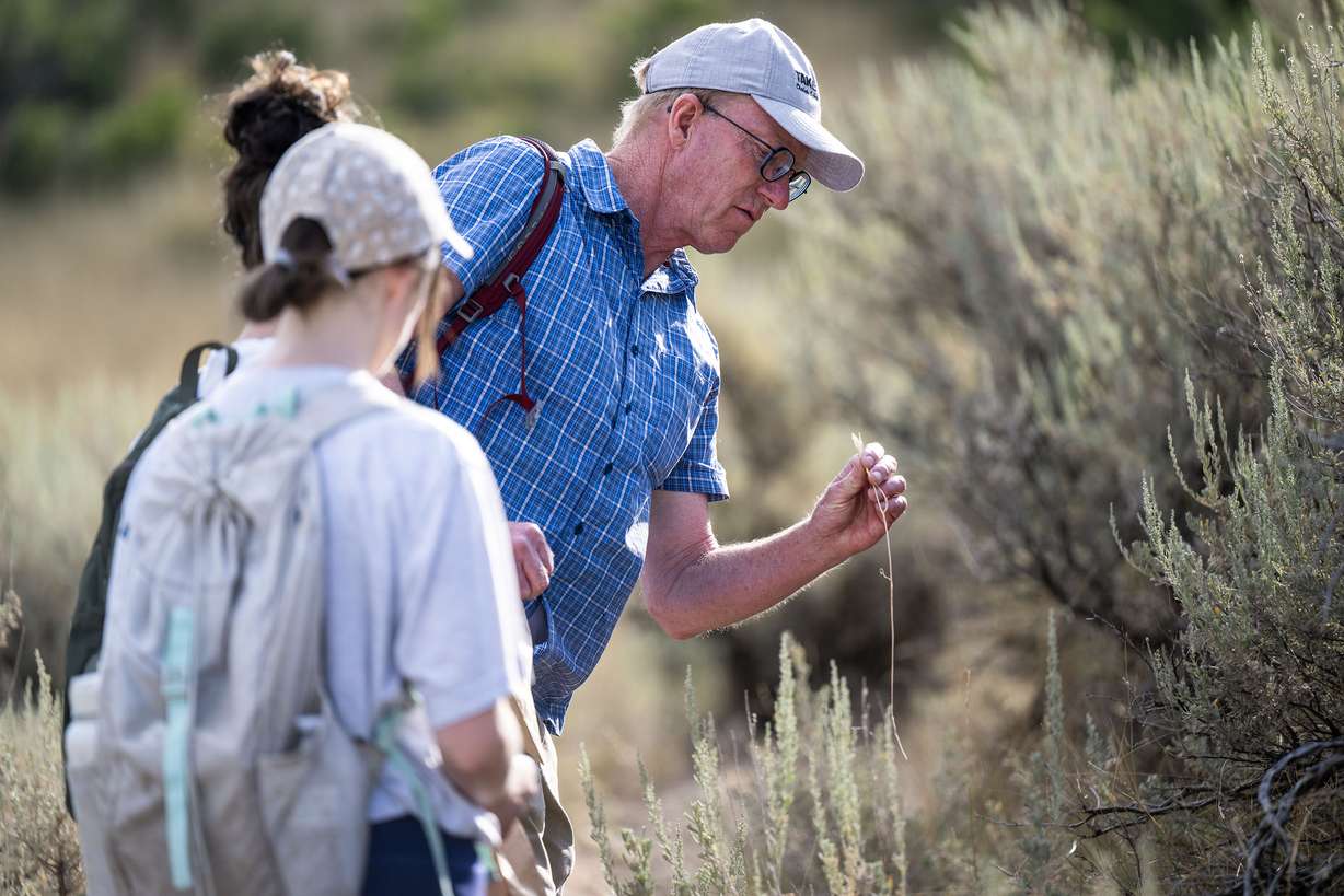 BYU researcher Phil Allen inspects a plant for seeds as he and students Cora Hatch and Isabella Pullan hike the Indian Road Trail near the mouth of Provo Canyon to collect seeds on Tuesday. Allen has found that wildflowers help stop the spread of wildfires.