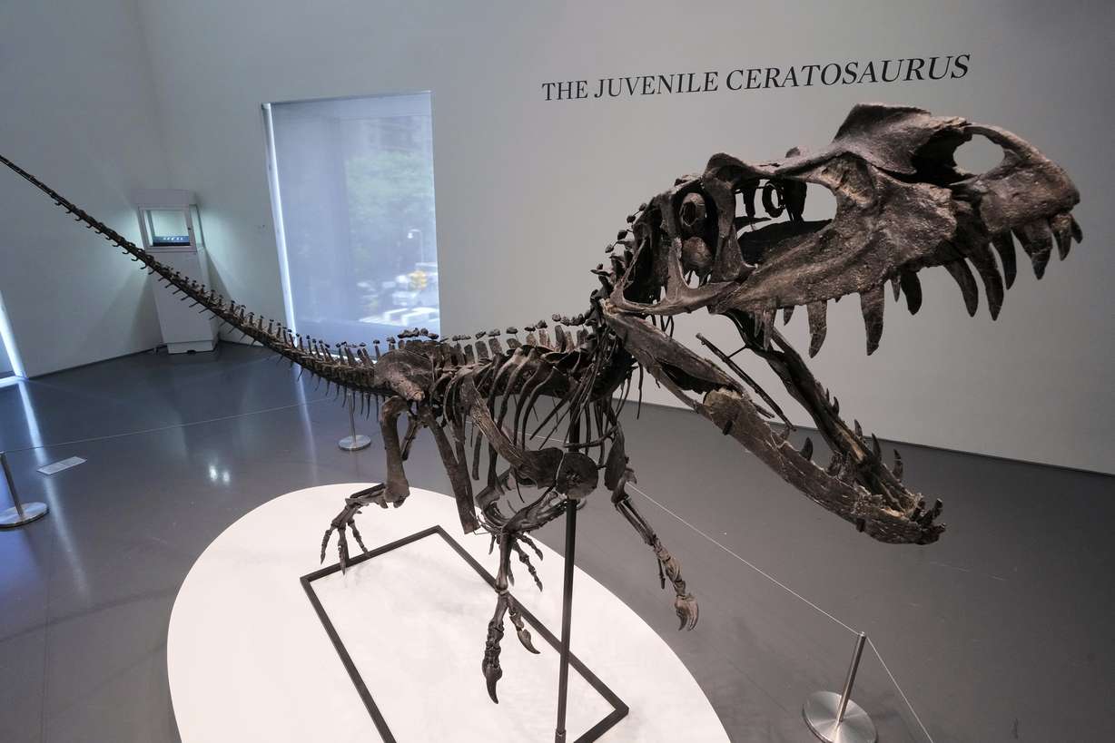 A mounted juvenile Ceratosaurus skeleton is displayed at Sotheby's in New York, July 9. The skeleton was sold for over $30 million at the "Geek Week" auction Wednesday.