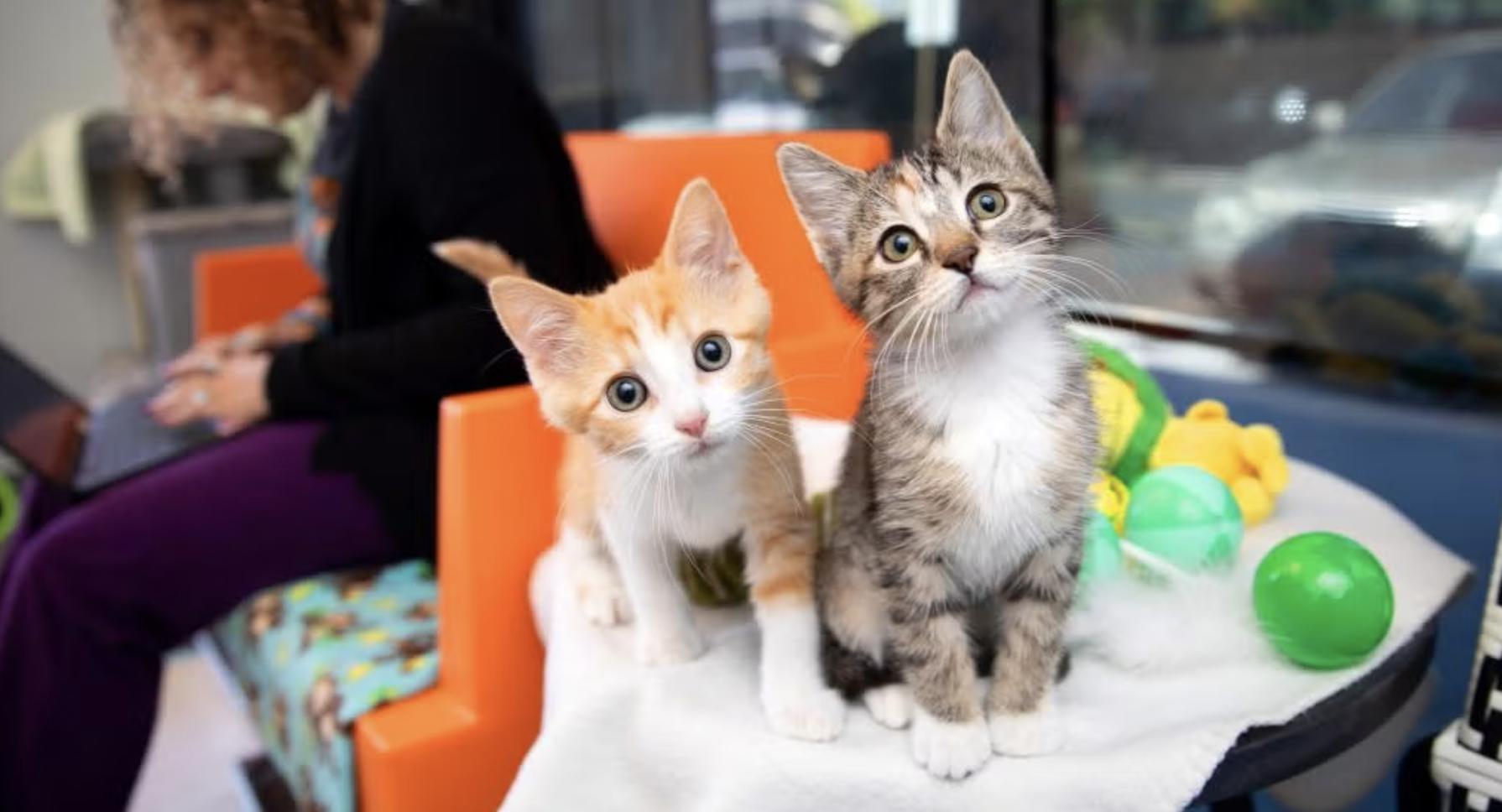 85 cats rescued from Texas floods arrive at Salt Lake City animal shelter