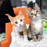 85 cats rescued from Texas floods arrive at Salt Lake City animal shelter