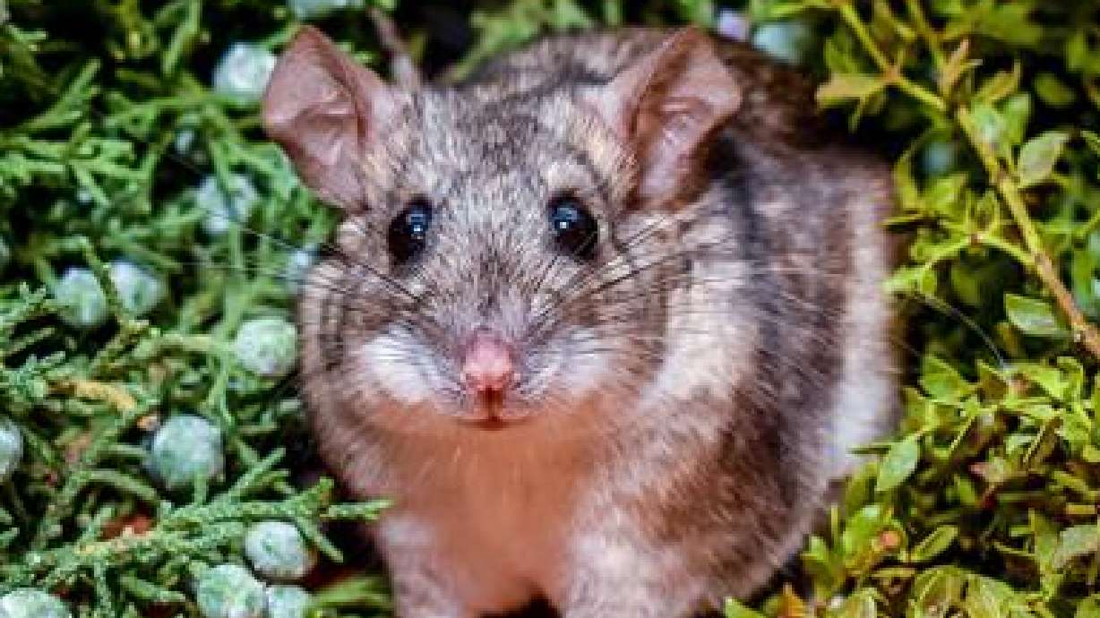 A wood rat, N. lepida, sits between juniper and a creosote bush. Scientists are explaining how wood rats are able to eat the toxic leaves of the desert-hardy creosote bush, a plant native to southern Utah.