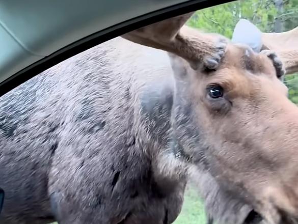 A moose gets up close and personal with a vehicle passing by.