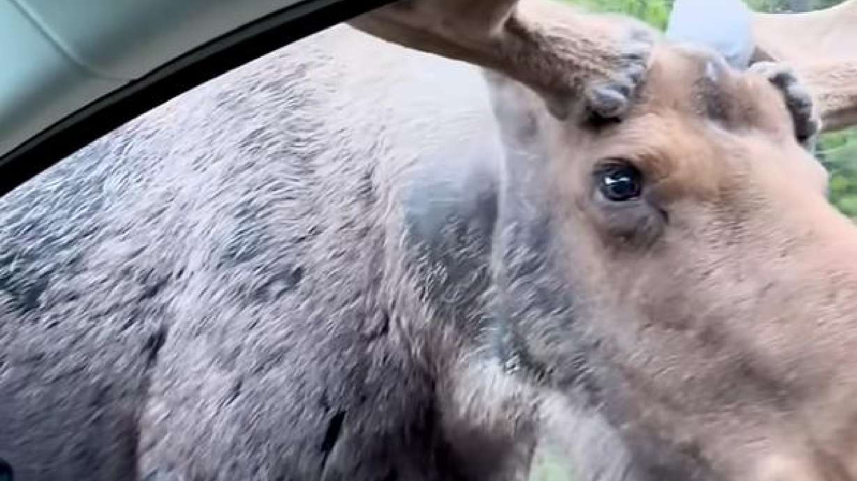 A moose gets up close and personal with a vehicle passing by.