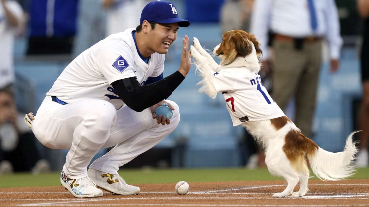 FILE - Los Angeles Dodgers' Shohei Ohtani congratulates his dog Decoy after Decoy delivered the ceremonial first pitch prior to a baseball game between the Dodgers and the Baltimore Orioles, Aug. 28, 2024, in Los Angeles.