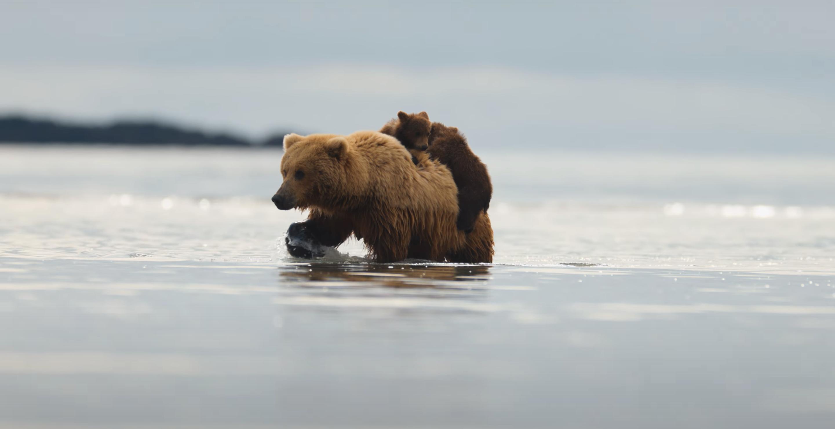 A mama bear gives her cubs a piggy-bear ride in Alaska's Katmai National Park.
