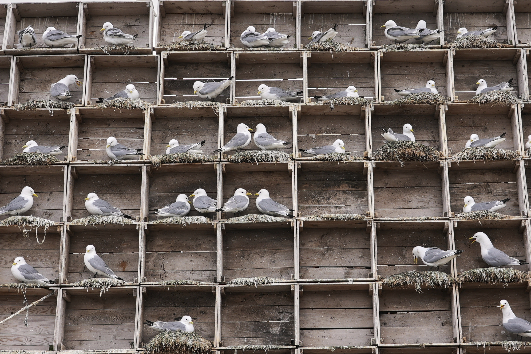 Seagulls sit in boxes of a so called Seagull Hotel at the harbour in Vardo, Norway, on July 3, 2025. 