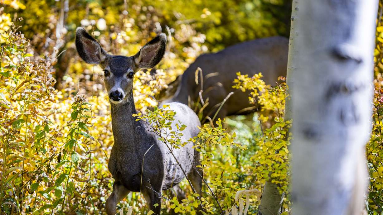 Deer in American Fork Canyon, northeast of American Fork, on Oct. 1, 2024. Utah Division of Wildlife Resources will hold public meetings over the next month to gather ideas on how to improve deer population numbers across the state.