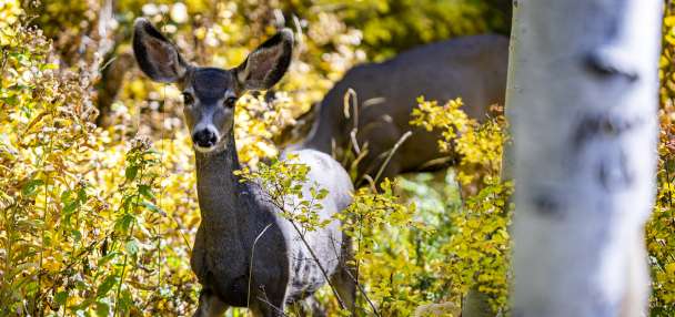 3 charged with illegally hunting deer in Utah County