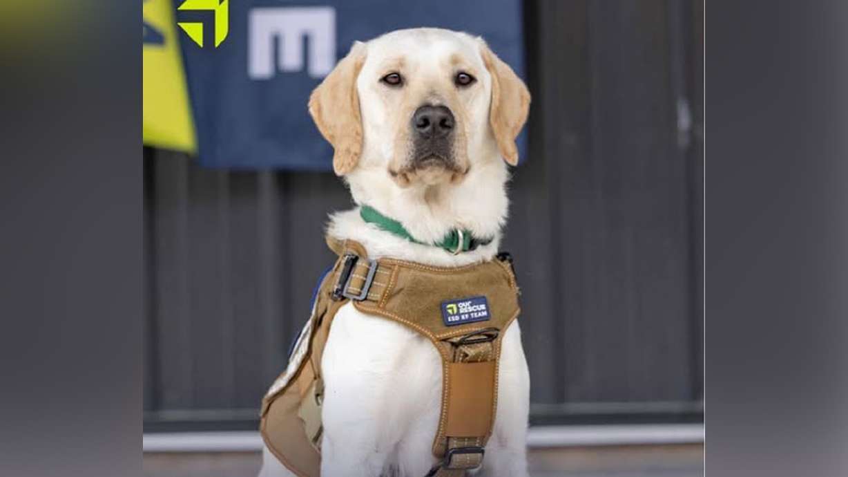 Zero has only been on the job for six weeks but is already an essential piece in Grantsville Police Department's crime-solving puzzle. He detects devices — cellphones, smartwatches, tablets and more.