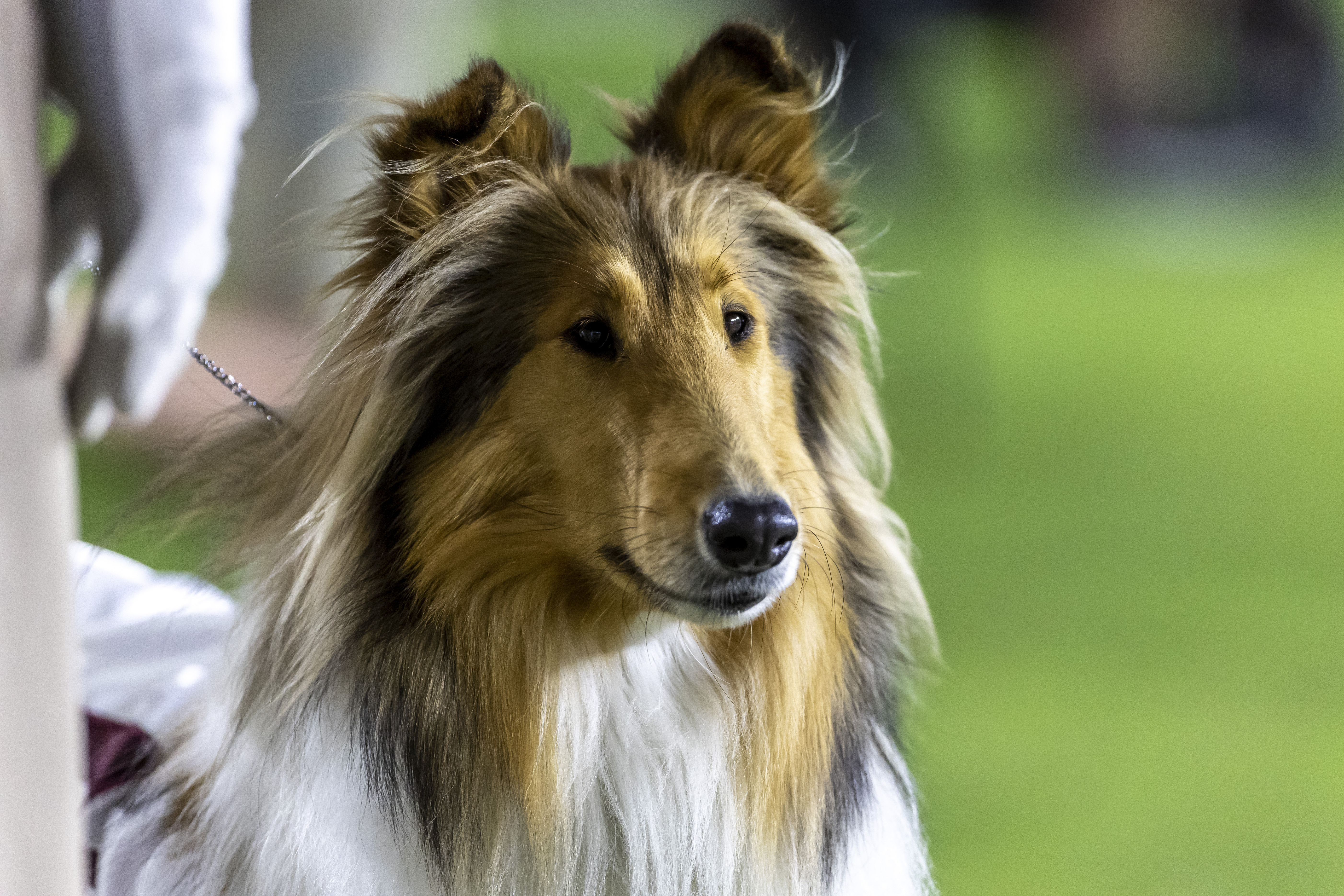 FILE - Reveille X, the live mascot of Texas A&M, watches the Aggies play Alabama during the second half of an NCAA college football game, Oct. 8, 2022, in Tuscaloosa, Ala. 