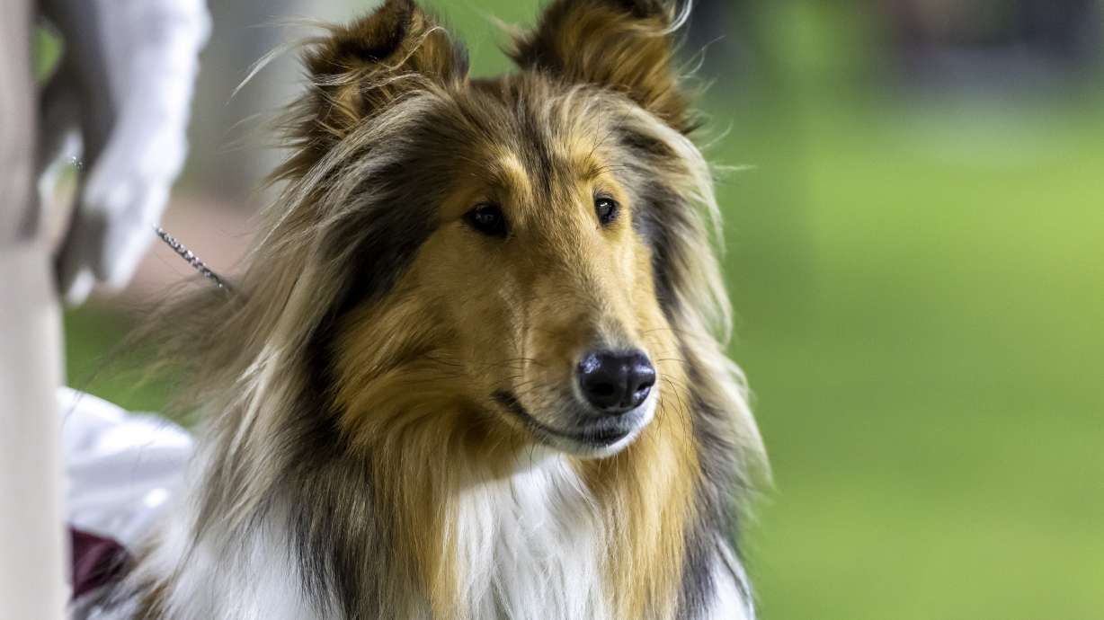 FILE - Reveille X, the live mascot of Texas A&M, watches the Aggies play Alabama during the second half of an NCAA college football game, Oct. 8, 2022, in Tuscaloosa, Ala.