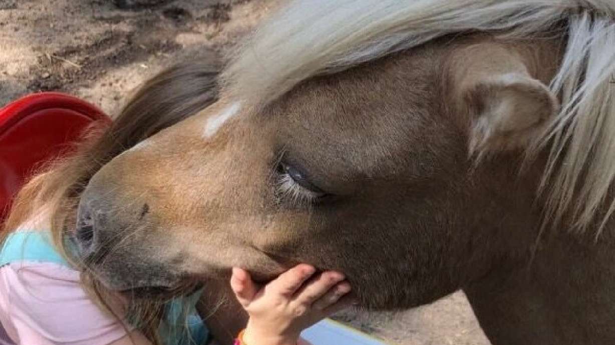 A young girl reads while petting a horse as a part of a Horse Powered Reading program. Children can practice and improve their reading skills through the program. A Davis County branch hosts sessions every month.