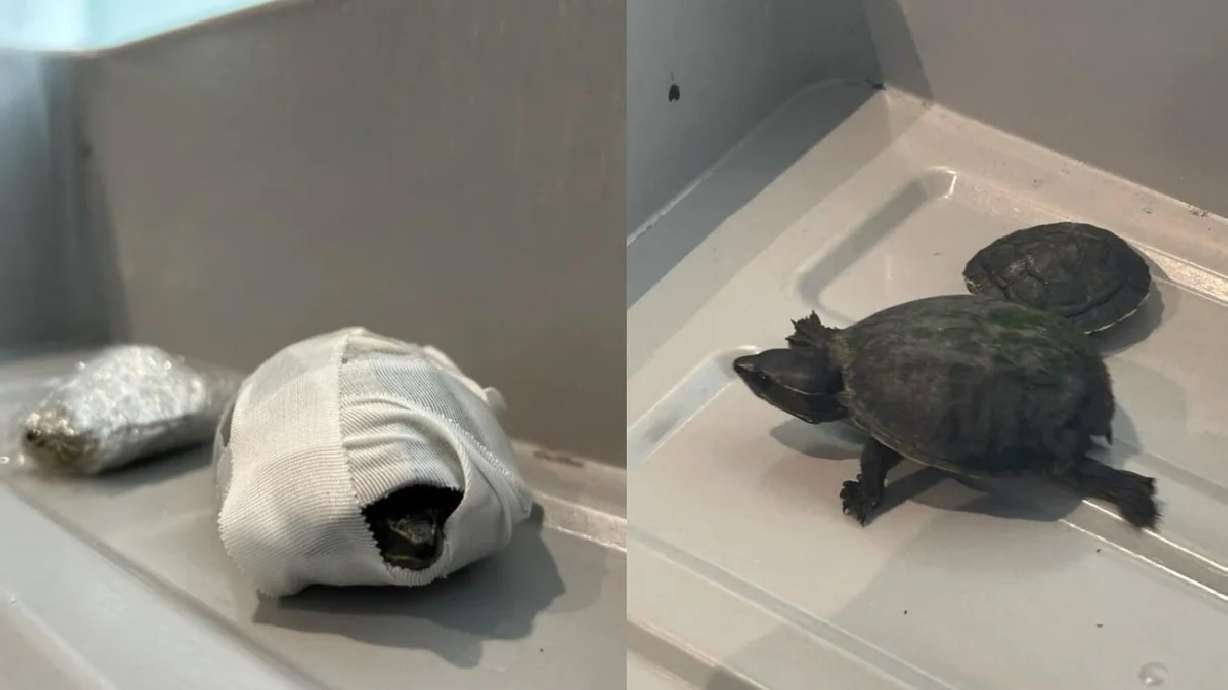 Two turtles were seized at a TSA checkpoint at the Miami International Airport.