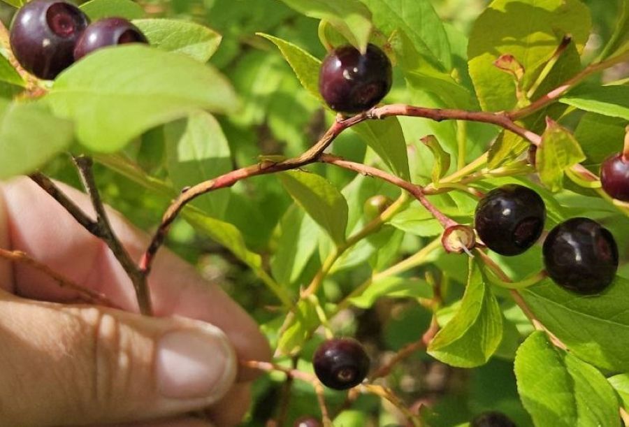 From Island Park to Montpelier and many spots in between, huckleberry season is in full swing in east Idaho, and foragers say this year’s crop is one of the best they’ve ever seen.
