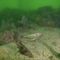 Toxic algae is turning the Great Southern Reef into an underwater graveyard with no end in sight
