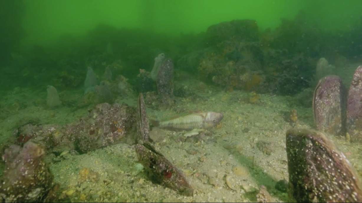 A fish floats dead on a poisoned part of the Great Southern Reef in South Australia, Tuesday. An ongoing algal bloom has turned portions of the reef like these into underwater graveyards.