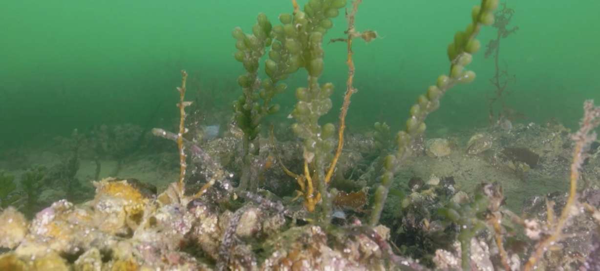 Poisoned marine life on the Great Southern Reef, Tuesday. Scientists say an ongoing algal bloom has spread quickly since it started in March.