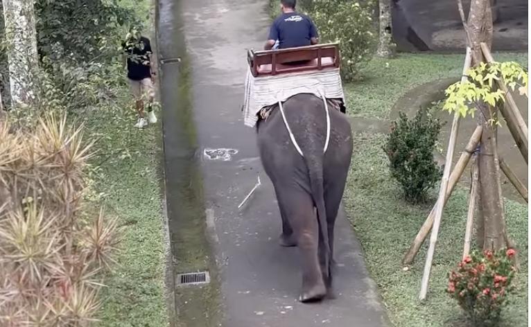 Have You Seen This? When elephants (playfully) attack