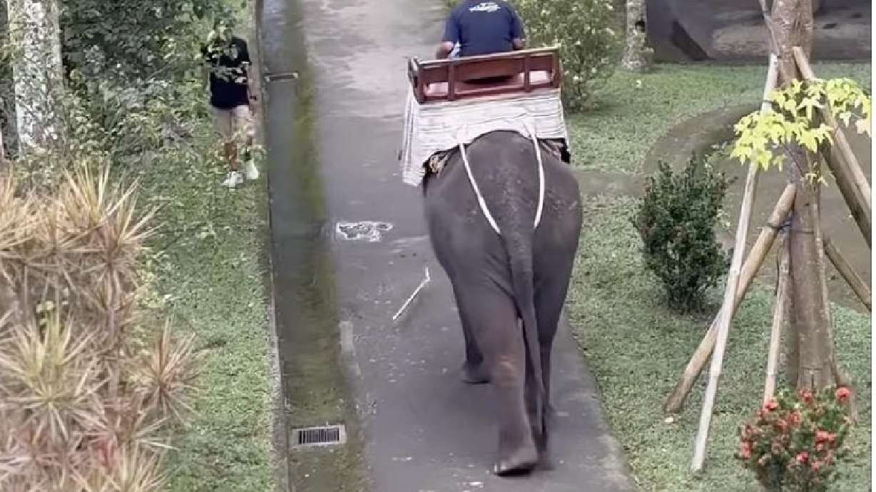 An elephant picks up a stick, tricks a man walking past with a low blow to then use a high blow on the man.