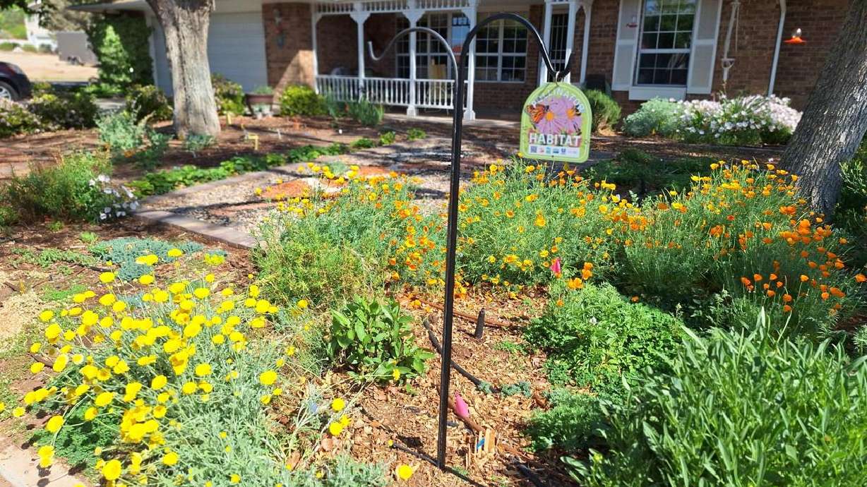 Colleen Winters transformed her yard — seen in this undated photo — into a pollinator garden with the help of the Utah Pollinator Habitat Program, St. George.