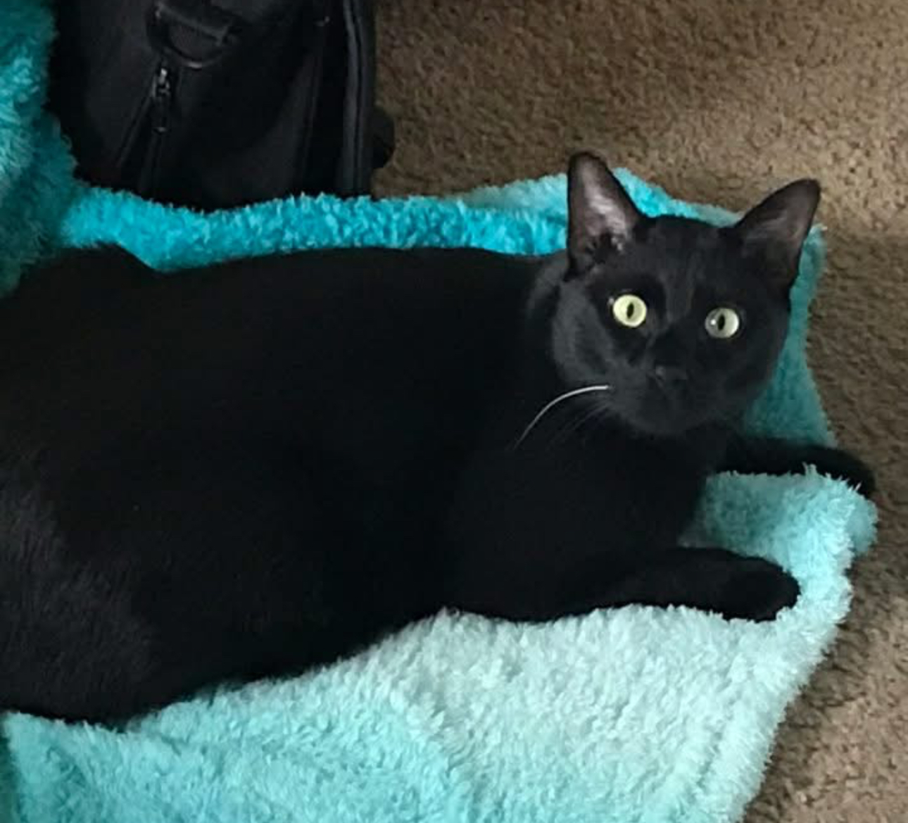 Sergio is one of several cats that went missing after a fire at the Willow Glen Apartments in Millcreek on Friday. A nonprofit is helping look for the cats.