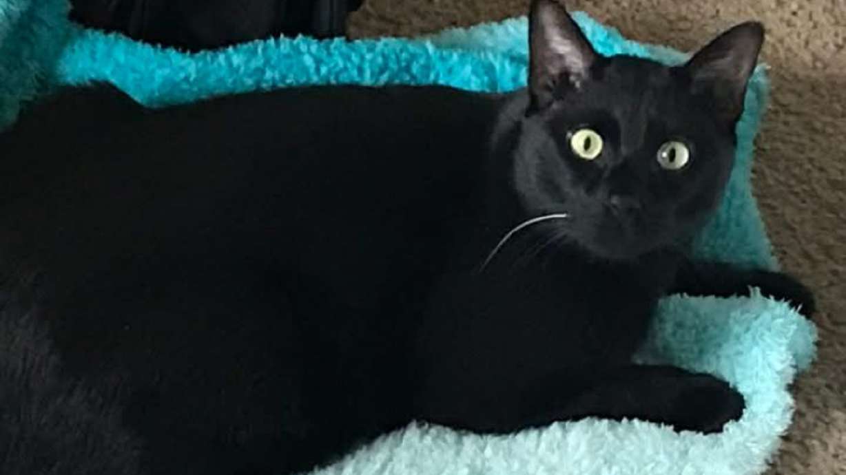 Sergio is one of several cats that went missing after a fire at the Willow Glen Apartments in Millcreek on Friday. A nonprofit is helping look for the cats.