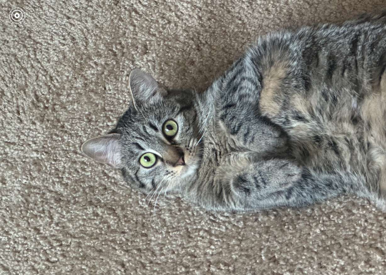 Petunia went missing after a fire at the Willow Glen Apartments in Millcreek on Friday. She is not chipped.