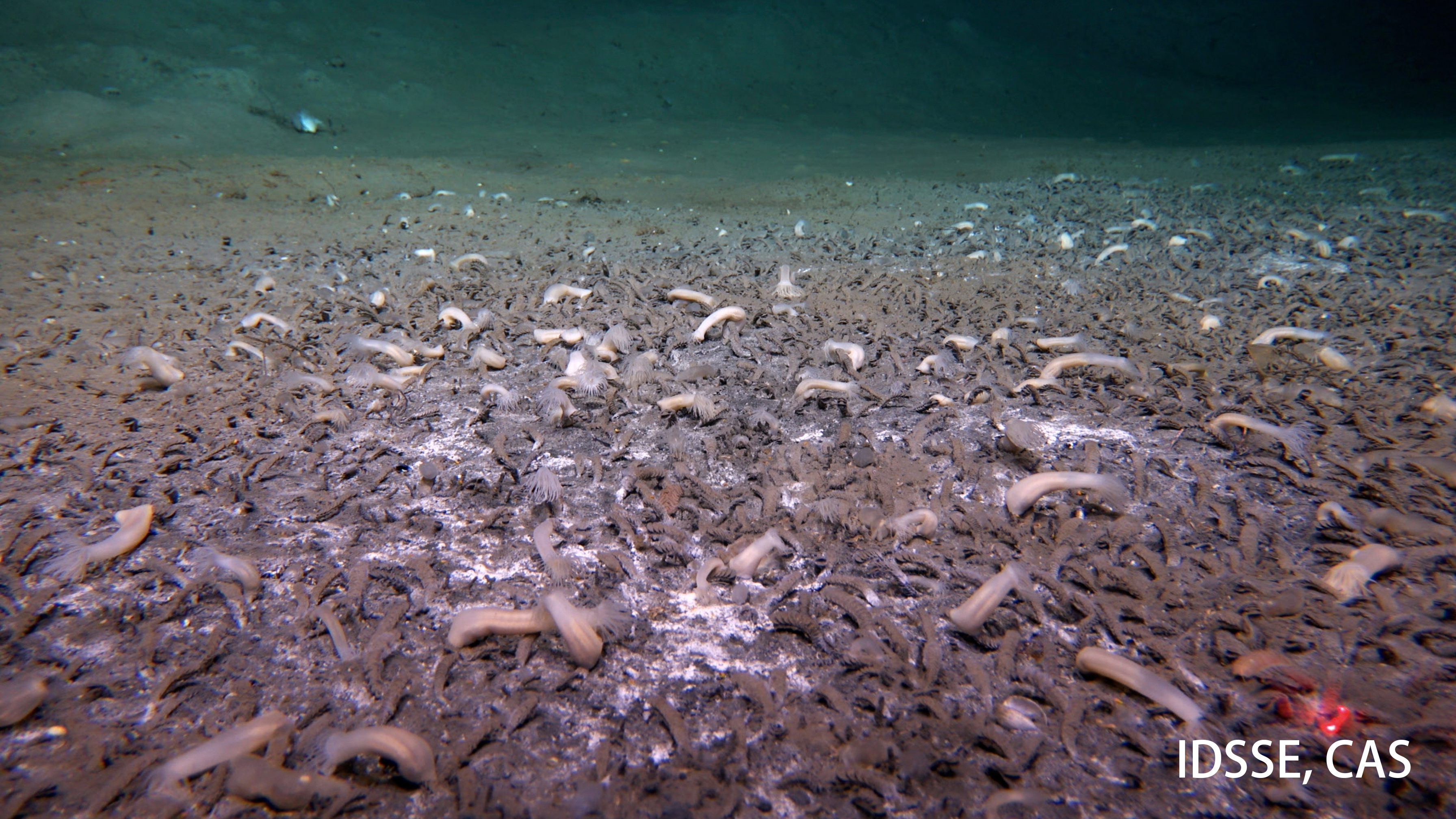 A submersible finds sea creatures thriving in the deepest parts of the ocean