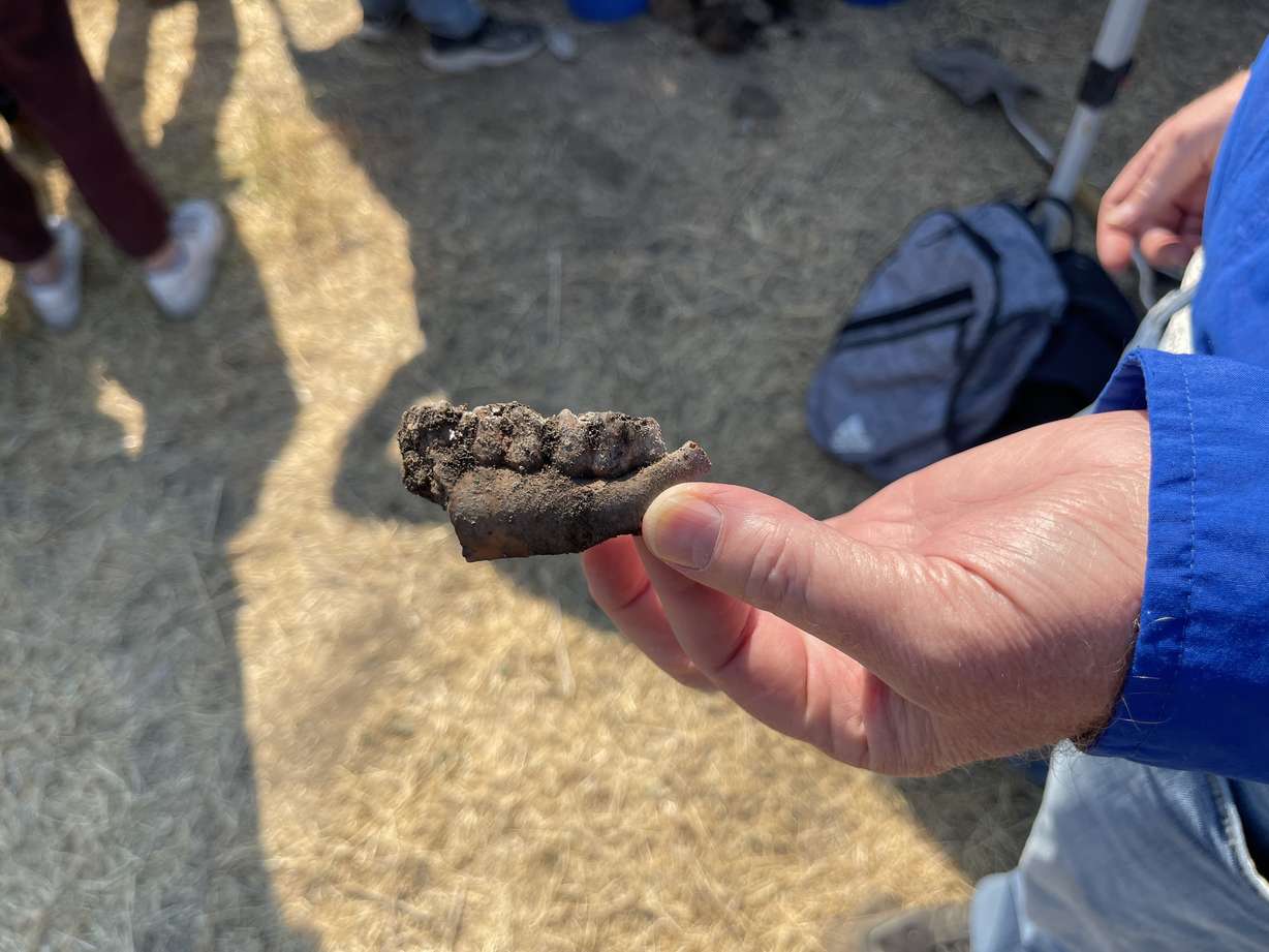 A jaw fragment with teeth is pictured after being discovered during an excavation at the Hinckley Mounds archaeological site in west Provo on Wednesday. Utah middle and high school students — accompanied by BYU history and archaeology students — participated in the university's inaugural Young Historian Camp.
