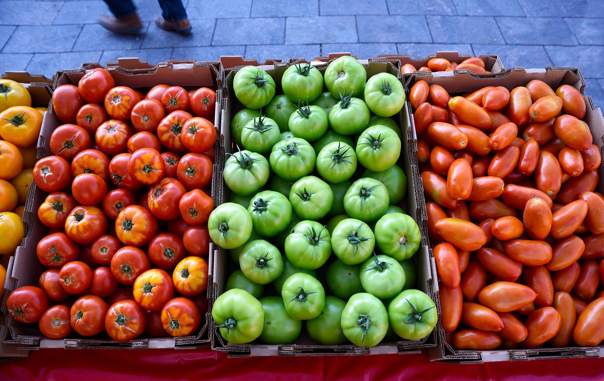 Tomatoes contributed a gene that signaled tuber growth in the first potato plants, a recent study published by scientists said.