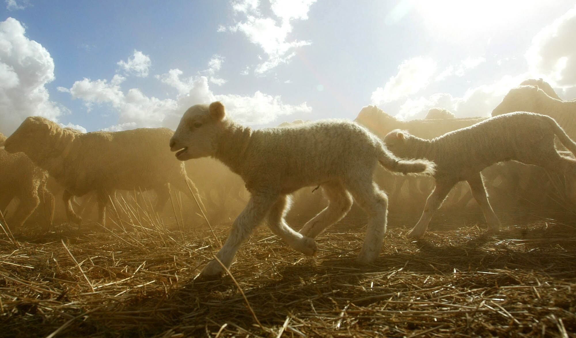 Merino sheep during muster on Yarran station near Young, 187 miles west of Sydney, Australia, March 5, 2004.