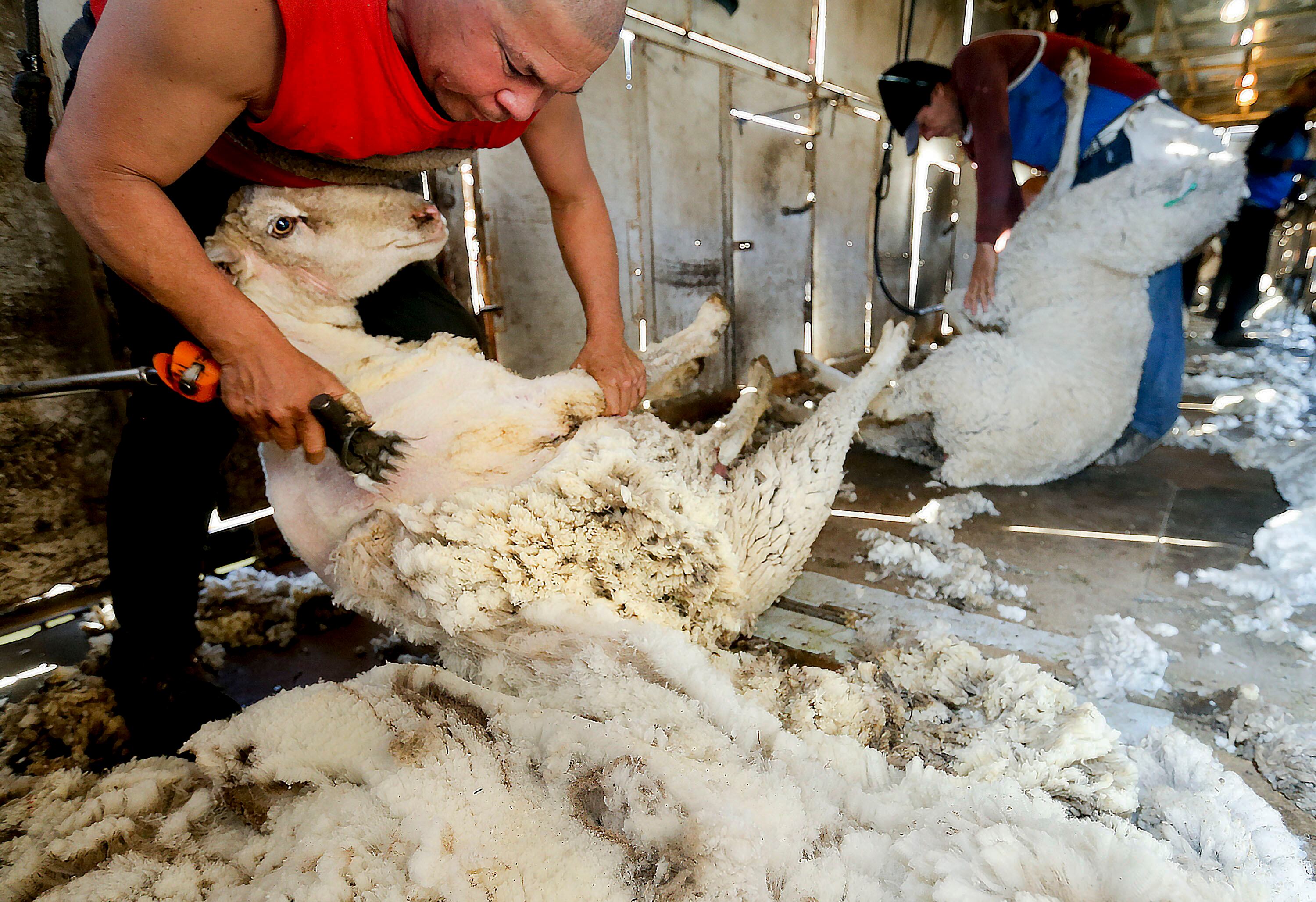 Elbio Pereira shears one of Logan Wilde’s sheep in Croydon, Morgan County, on April 30, 2021.