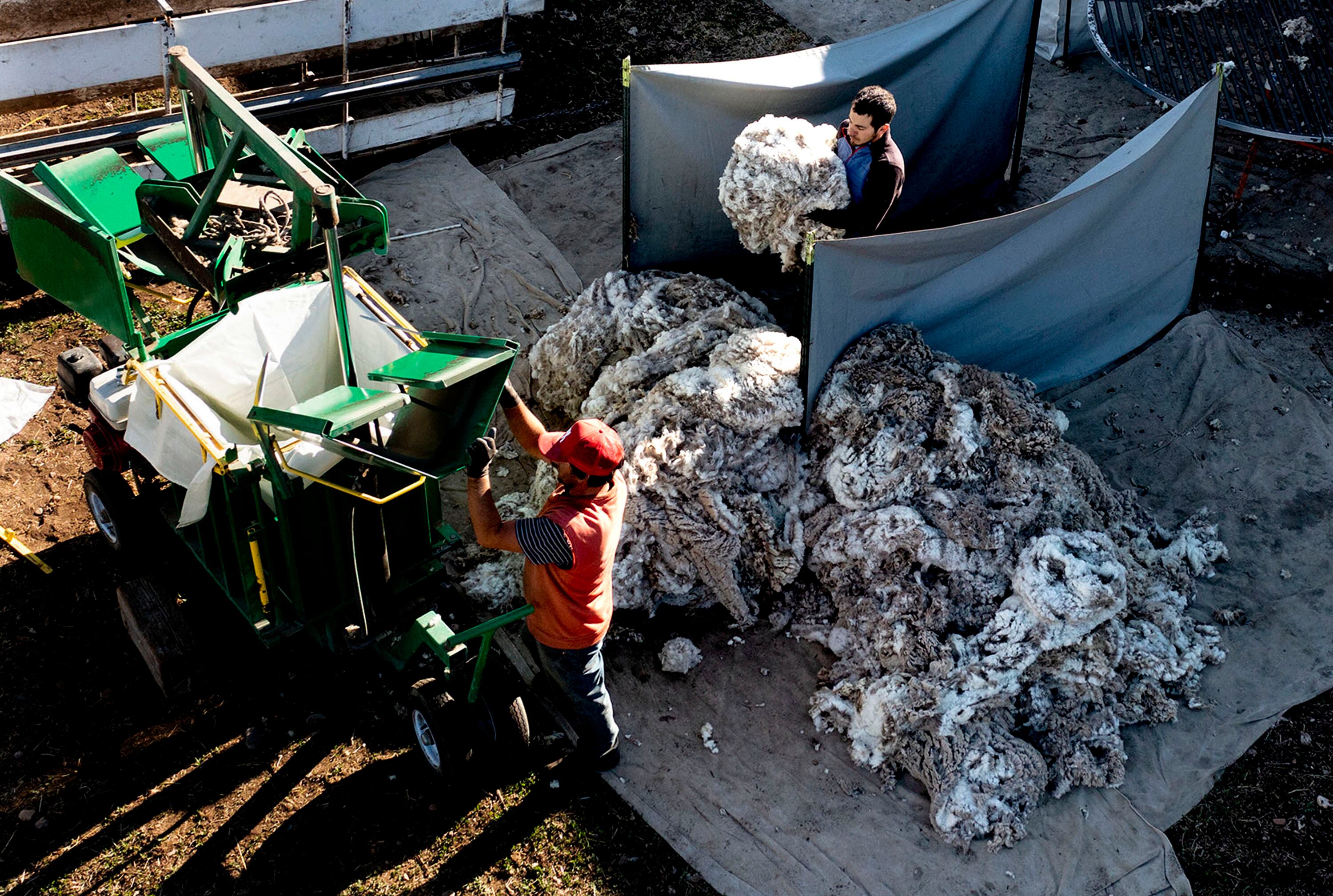 Sheep shearers from Uruguay work on Logan Wilde’s property in Croydon, Morgan County, on April 30, 2021. The wool from the sheep’s belly will be sent to Wasatch Wool Laboratories in Midvale, the nation’s only commercial wool testing laboratory.