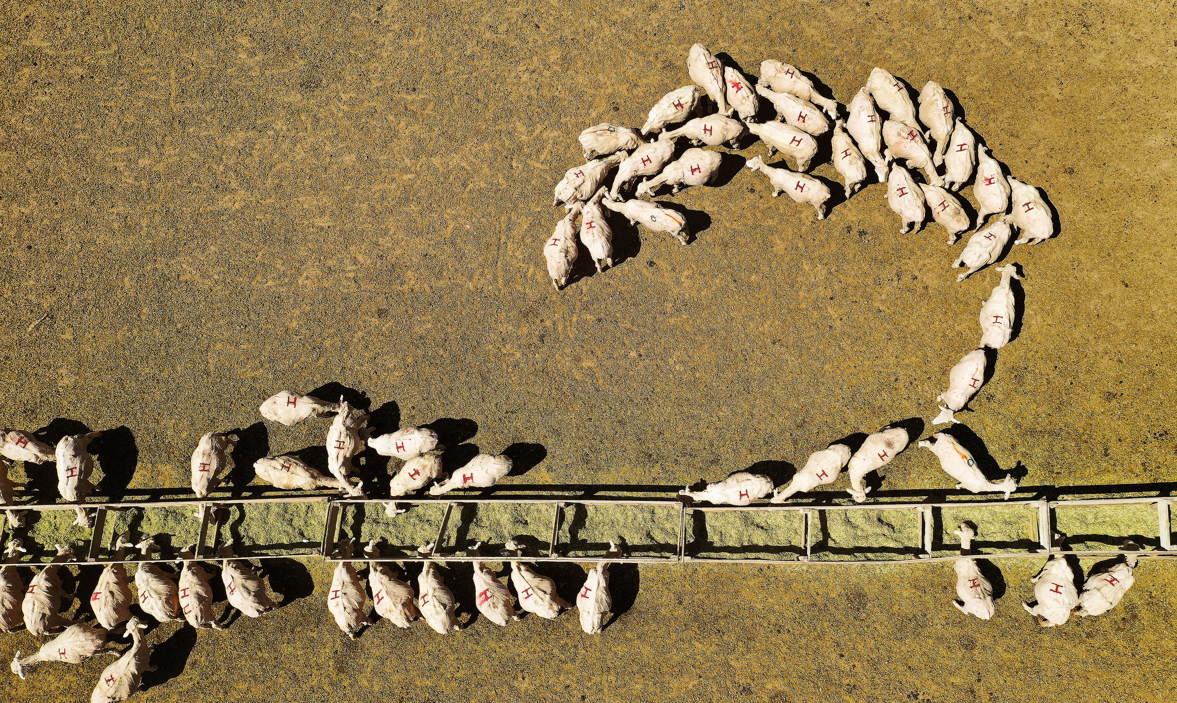 Ewes feed while waiting to give birth at the Skyline Sheep Co. in Mt. Pleasant, Sanpete County, on April 10, 2020.