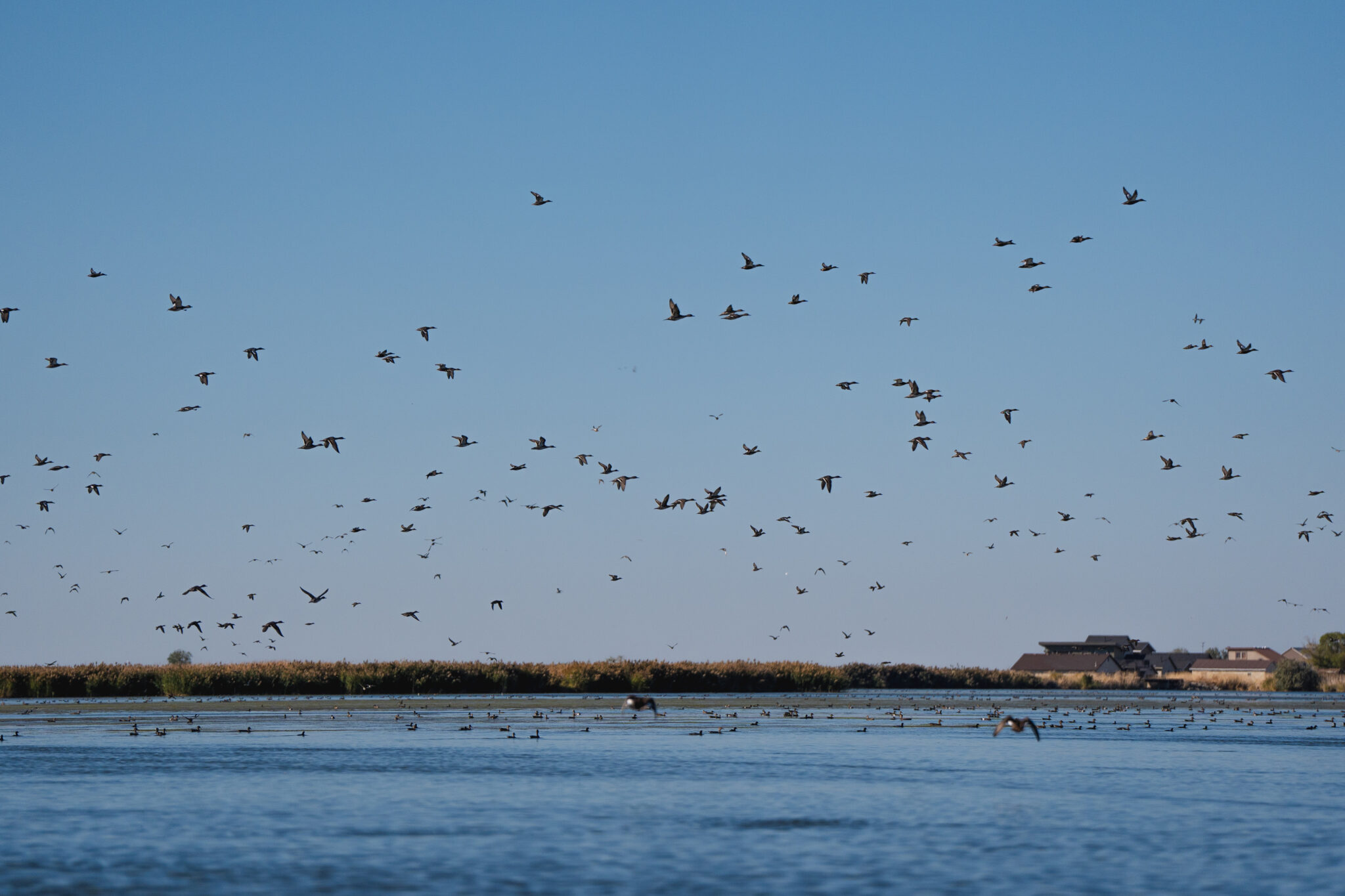 Birds take flight over the Great Salt Lake on Sept. 27, 2024. Great Salt Lake issues could be included in a special session, state lawmakers say.