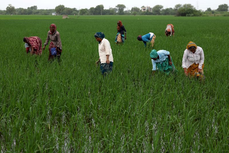 Farmers remove grass from a paddy field on the outskirts of Ahmedabad, India, Friday. India was hit with a 25% tariff on exports by the United States.