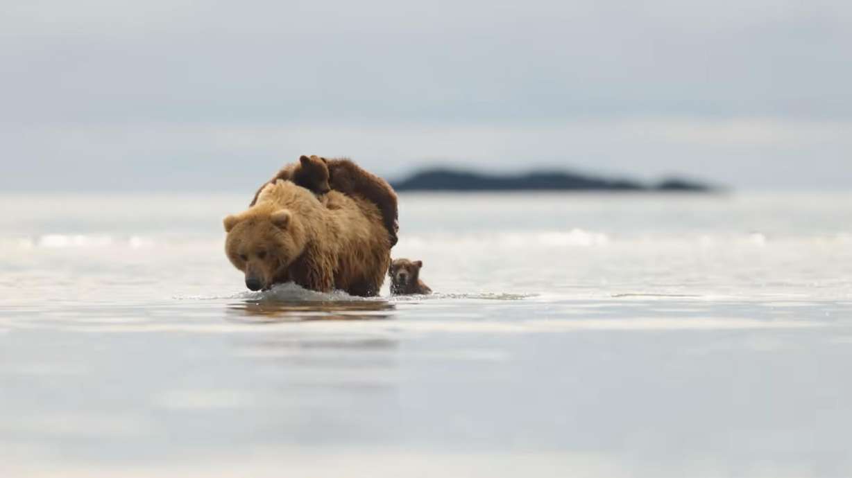 This video captures an idyllic scene straight out of a wildlife documentary where a sow transports her cubs across some shallow water.