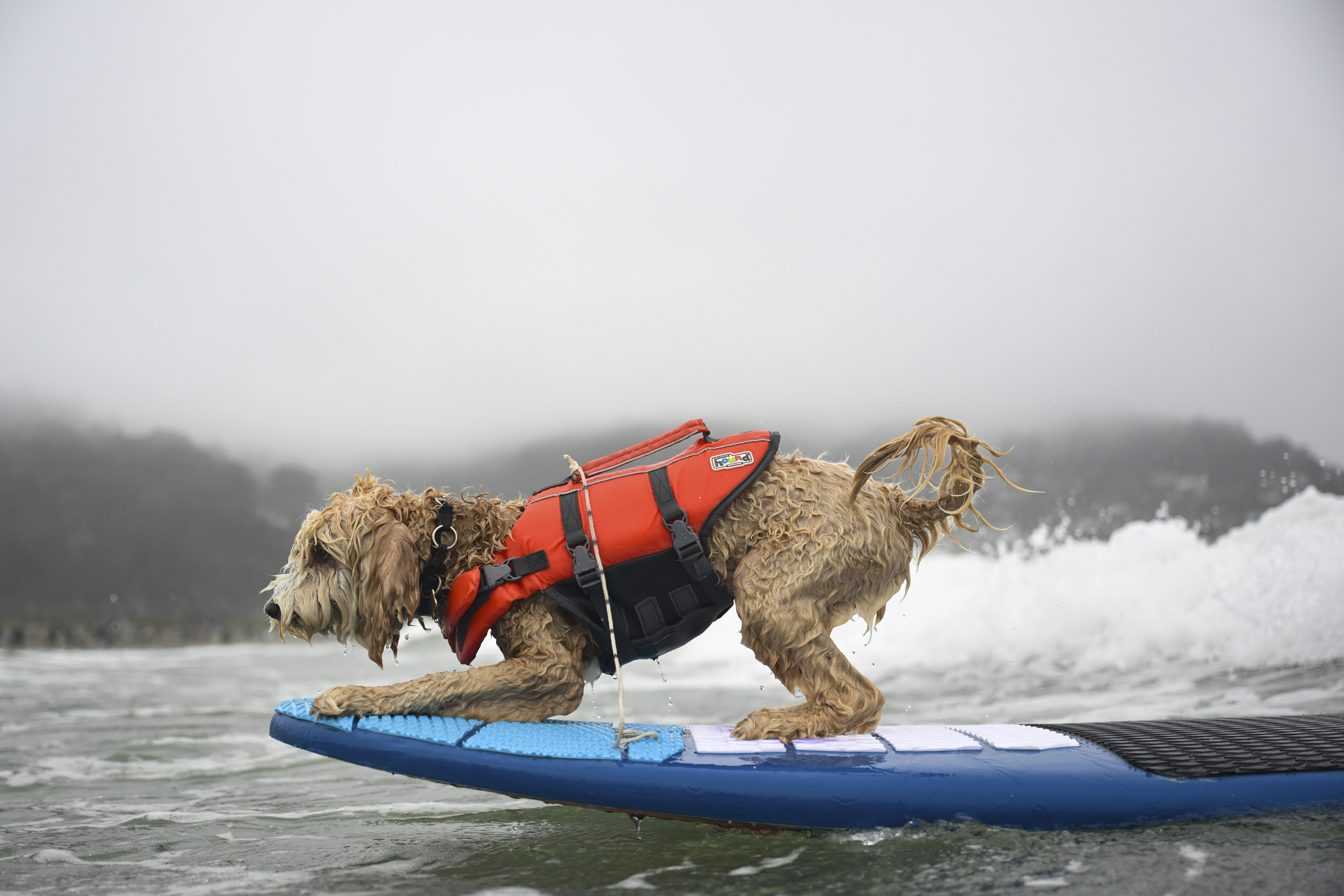 Coconut catches a wave during the World Dog Surfing Championships Saturday, Aug. 2, 2025, in Pacifica, Calif.