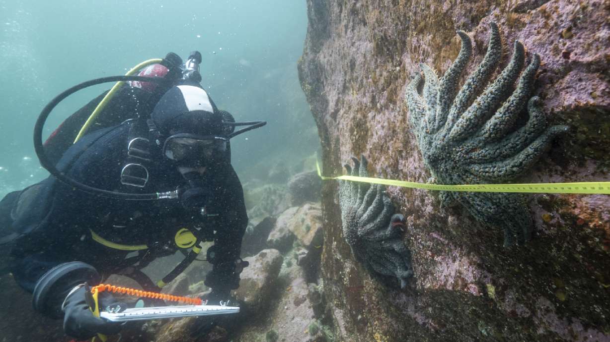 Researcher Alyssa Gehman, from the Hakai Institute, counts and measures sunflower sea stars in the Burke Channel on the Central Coast of British Columbia, Canada, in 2023.
