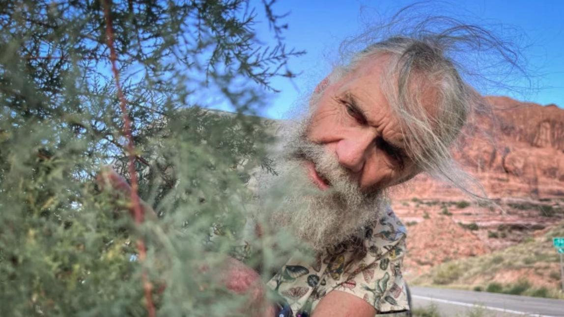 Retired ecologist Tim Graham inspects a tamarisk tree for beetle activity near the Colorado River in southeast Utah, Sept. 16, 2024
