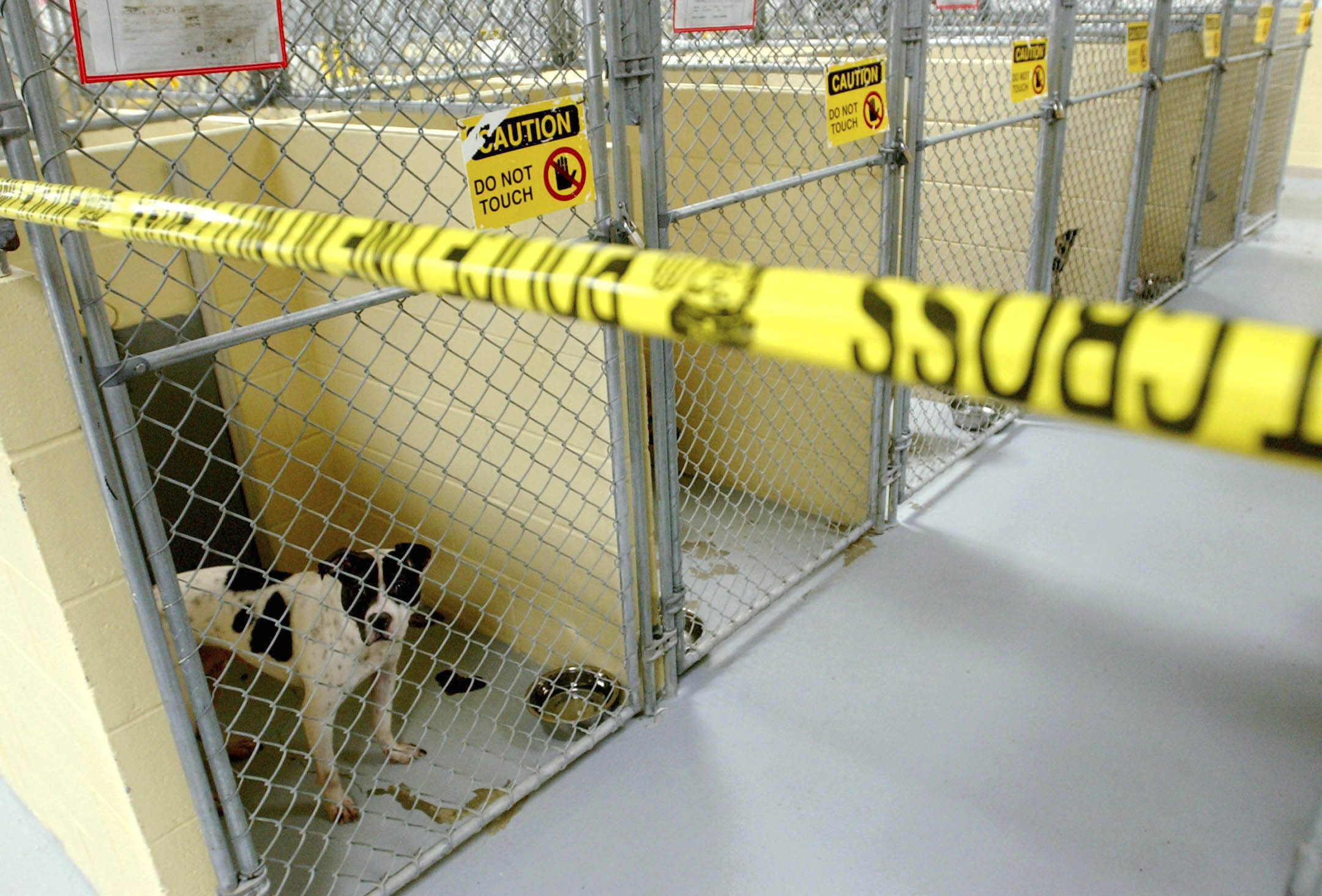 FILE - Pit bulls that were owned by former NFL football player LeShon Johnson are kept in a section of the Tulsa Animal Shelter that is marked off by tape, as evidence in the case against him on April 11, 2005, in Tulsa, Okla.