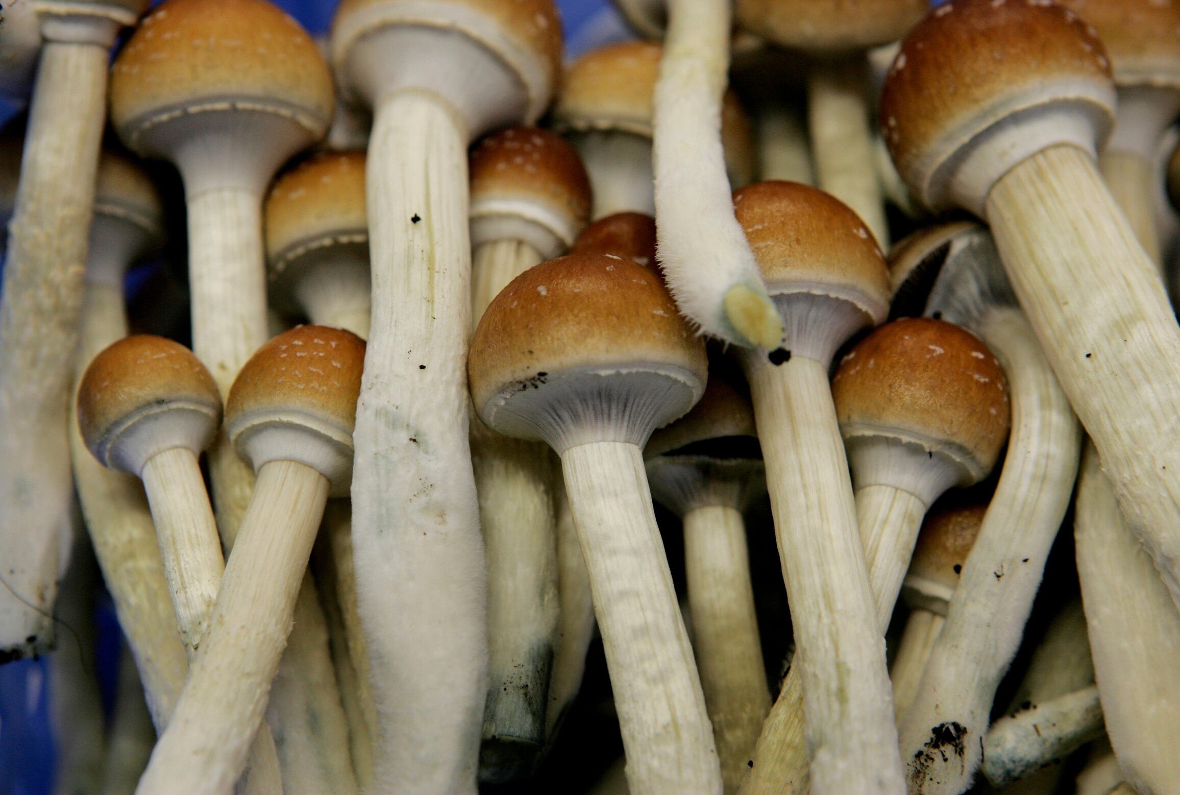 On Aug. 3, 2007, psychedelic mushrooms are seen in a grow room at the Procare farm in Hazerswoude, central Netherlands.
