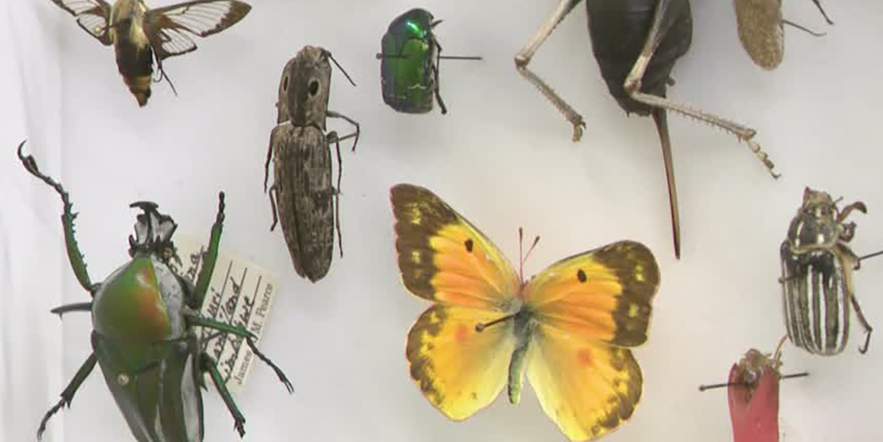 Bug lover? Natural History Museum of Utah hosts BugFest this weekend