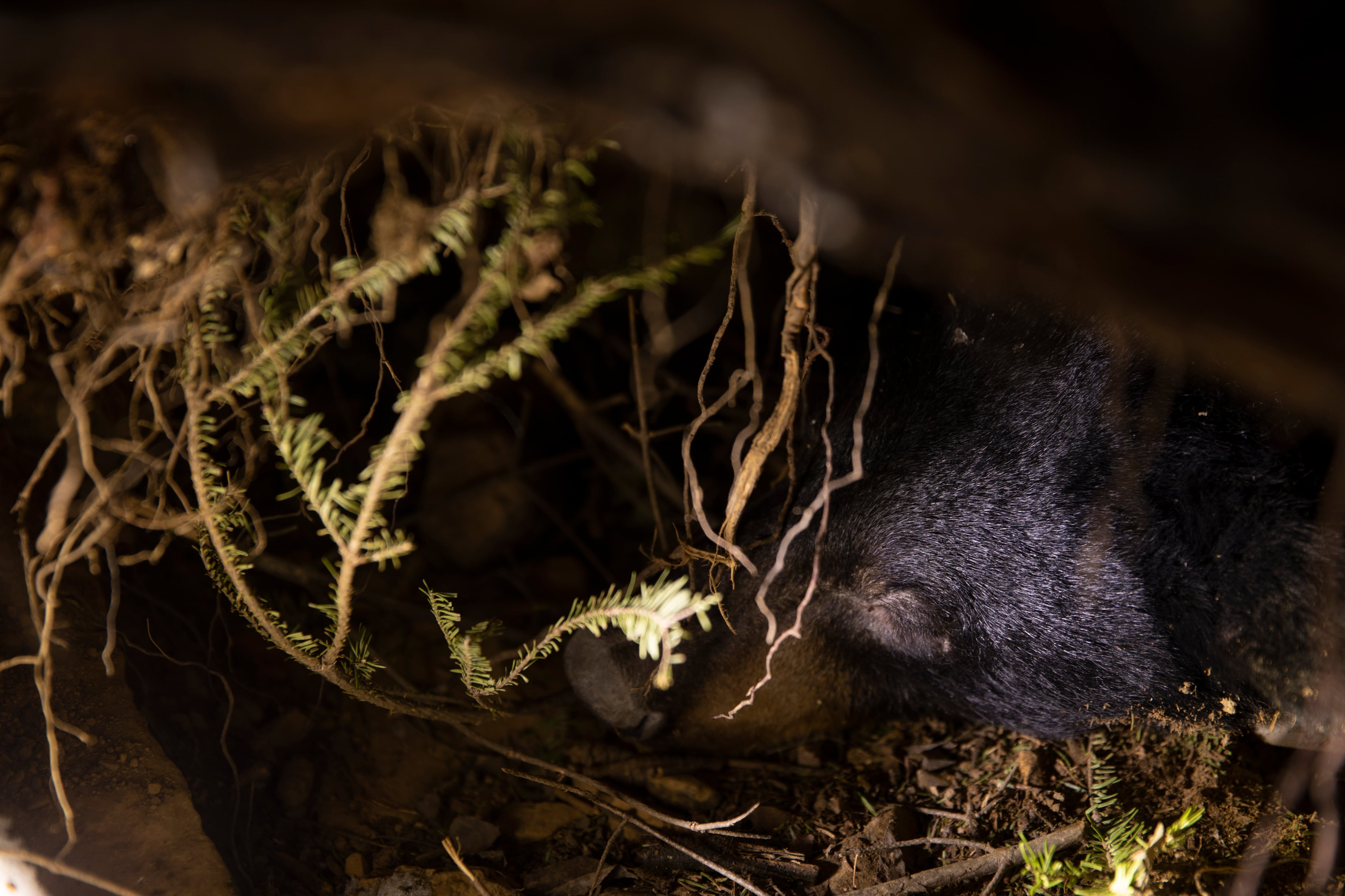 How the study of hibernating bears could help humans heal