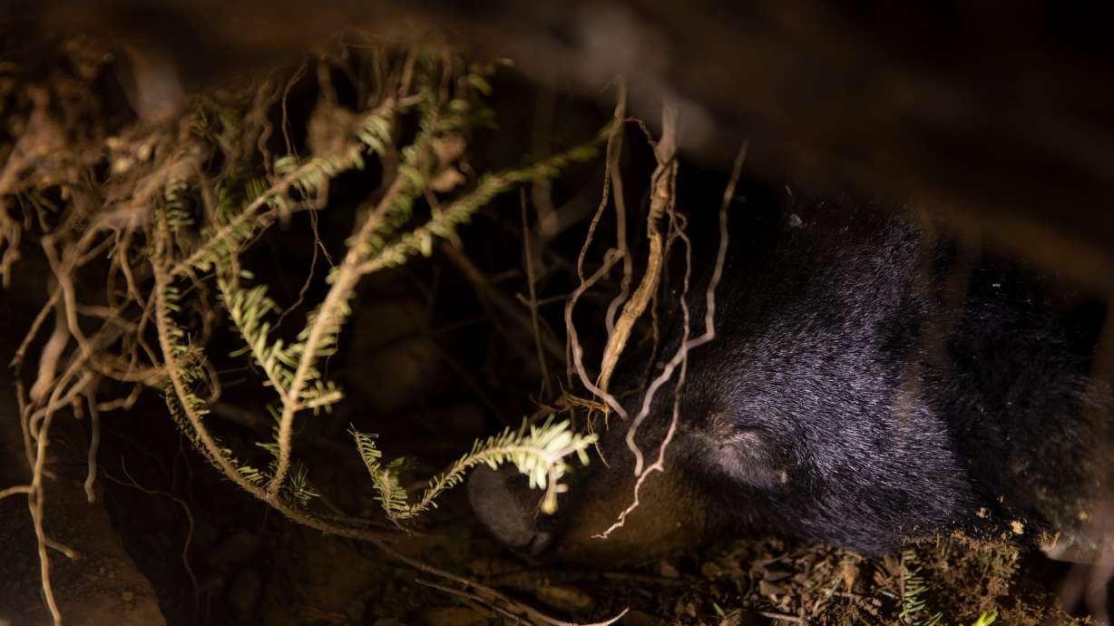 A bear hibernates in Grand Portage, Minn. on March 2, 2022. Researchers at the University of Utah say the same genetic framework that allows bears to hibernate could transform treatment of chronic diseases in humans.