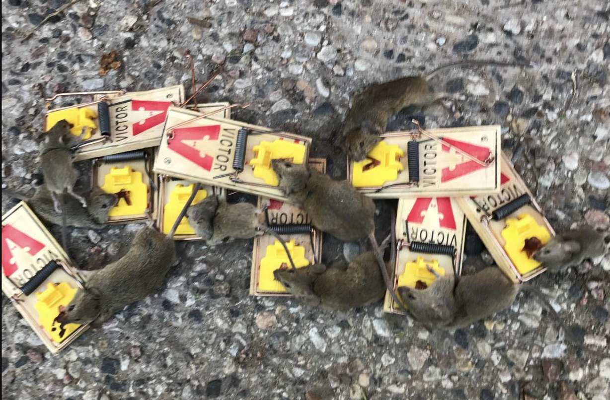 Pest alert: The surprising risks of rodents, ants, termites and other unwanted visitors