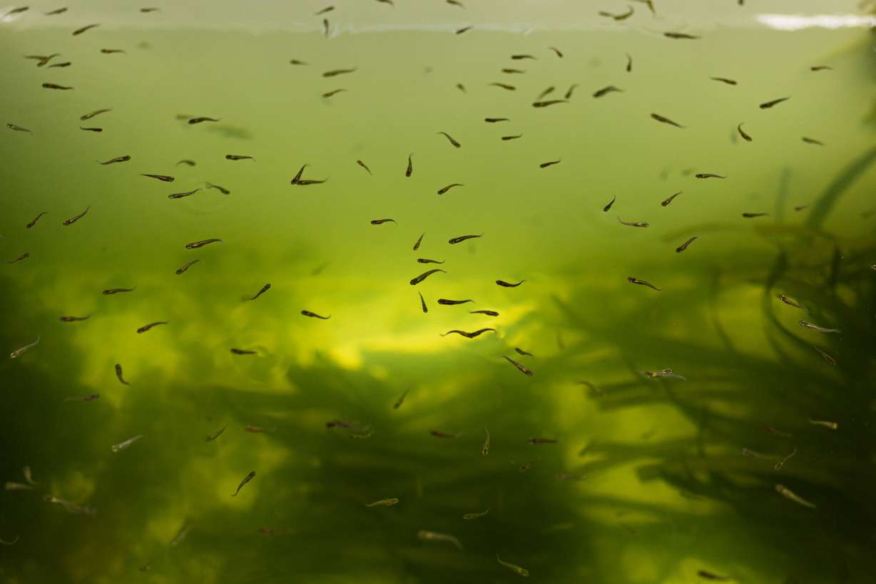 Mosquitofish swim inside a tank in the fish hatchery at the Salt Lake City Mosquito Abatement District building on Friday. The fish are free to people within the district; they eat mosquito larvae in ponds.