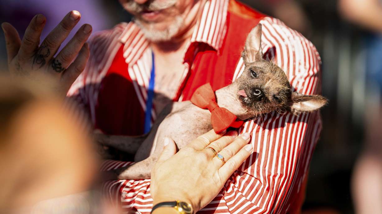 Little Prince Wonder, an 8-year-old Chinese Crested, gets love during the World's Ugliest Dog Contest at the Sonoma County Fair in Santa Rosa, Calif., on Friday.